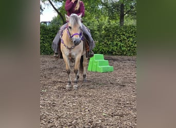 Fjord Horses, Mare, 4 years, 14.1 hh, Dun