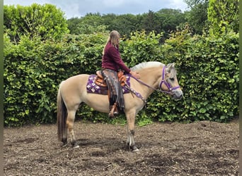 Fjord Horses, Mare, 4 years, 14.1 hh, Dun