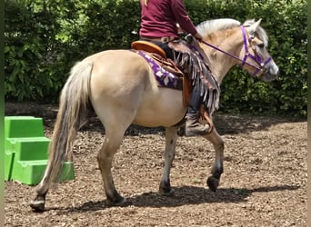 Fjord Horses, Mare, 4 years, 14.1 hh, Dun