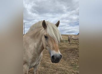 Fjord Horses, Mare, 4 years, 14.1 hh, Red Dun