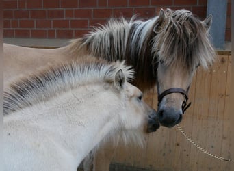Fjord Horses, Mare, 4 years, 14.2 hh