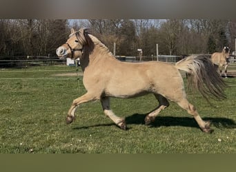 Fjord Horses, Mare, 4 years, 14.2 hh, Dun
