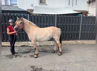 Fjord Horses, Mare, 4 years, 14 hh, Dun