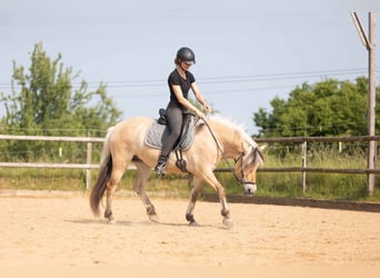 Fjord Horses, Mare, 4 years, 14 hh, Dun