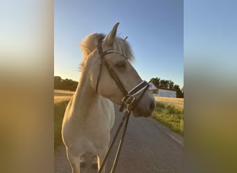 Fjord Horses, Mare, 4 years, 14,1 hh