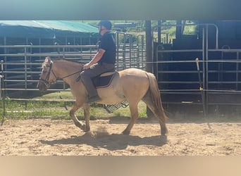 Fjord Horses, Mare, 4 years, 14,1 hh, Dun