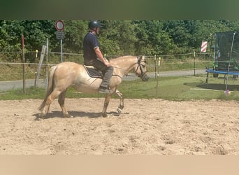 Fjord Horses, Mare, 4 years, 14,1 hh, Dun