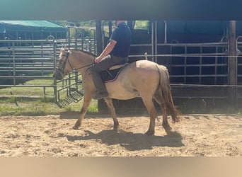 Fjord Horses, Mare, 4 years, 14,1 hh, Dun