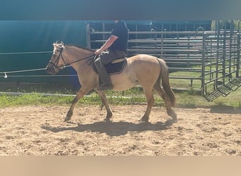 Fjord Horses, Mare, 4 years, 14,1 hh, Dun