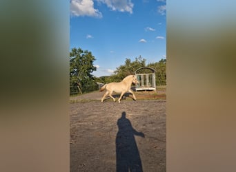 Fjord Horses, Mare, 4 years, 14,1 hh, Red Dun