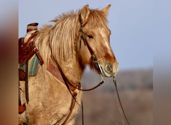 Fjord Horses Mix, Mare, 4 years, 15.1 hh, Red Dun