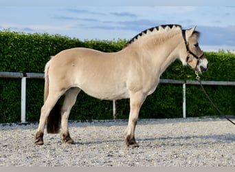 Fjord Horses, Mare, 4 years