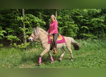 Fjord Horses, Mare, 5 years, 14.1 hh, Dun