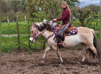 Fjord Horses, Mare, 5 years, 14.1 hh, Dun