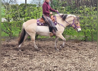 Fjord Horses, Mare, 5 years, 14.1 hh, Dun