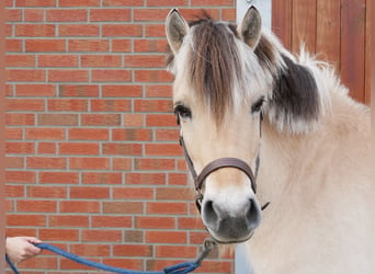 Fjord Horses, Mare, 5 years, 14.2 hh