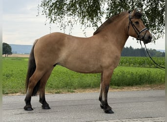 Fjord Horses, Mare, 5 years, 14.3 hh, Dun