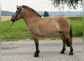 Fjord Horses, Mare, 5 years, 14.3 hh, Dun