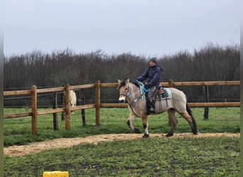 Fjord Horses Mix, Mare, 5 years, 14,3 hh, Dun