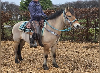 Fjord Horses Mix, Mare, 5 years, 14,3 hh, Dun