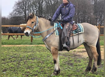 Fjord Horses Mix, Mare, 5 years, 14,3 hh, Dun