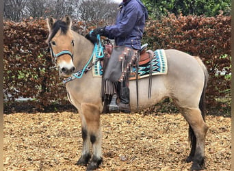 Fjord Horses Mix, Mare, 5 years, 14,3 hh, Dun