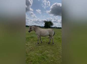 Fjord Horses, Mare, 5 years, 14 hh