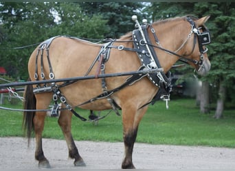 Fjord Horses Mix, Mare, 5 years, 14,1 hh, Dun