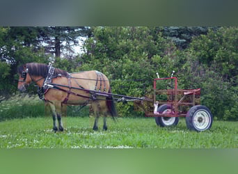Fjord Horses Mix, Mare, 5 years, 14,1 hh, Dun