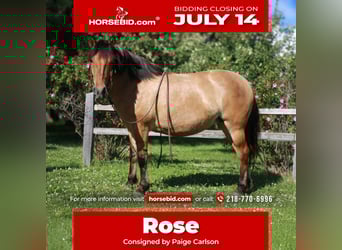 Fjord Horses Mix, Mare, 5 years, 14,1 hh, Dun