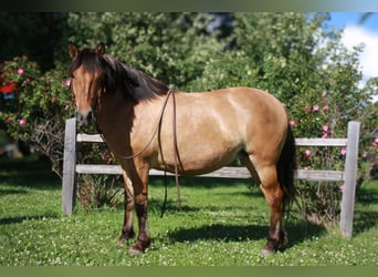 Fjord Horses Mix, Mare, 5 years, 14,1 hh, Dun