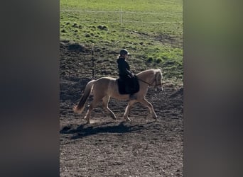 Fjord Horses, Mare, 5 years, 14,1 hh, Red Dun