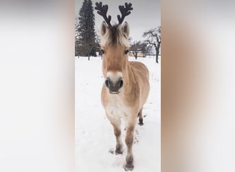 Fjord Horses, Mare, 5 years, 16.1 hh, Dun