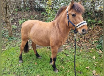 Fjord Horses Mix, Mare, 6 years, 13,2 hh, Chestnut-Red