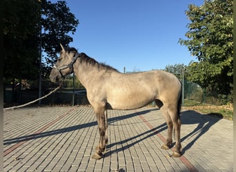 Fjord Horses Mix, Mare, 6 years, 13.2 hh, Dun
