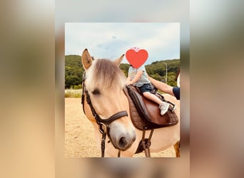 Fjord Horses, Mare, 6 years, 13,2 hh, Dun