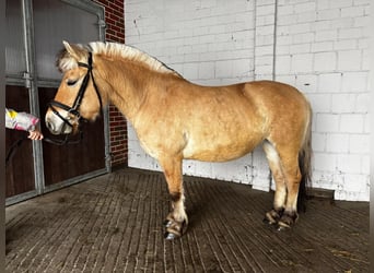 Fjord Horses, Mare, 6 years, 14.1 hh, Dun