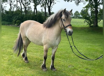 Fjord Horses, Mare, 6 years, 14 hh, Dun