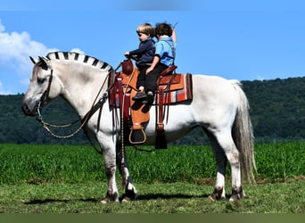 Fjord Horses, Mare, 6 years, 14 hh, Dun