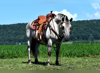 Fjord Horses, Mare, 6 years, 14 hh, Dun