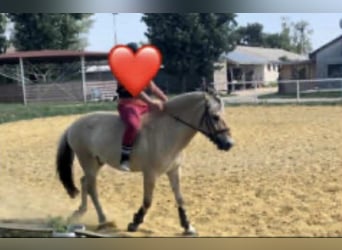 Fjord Horses, Mare, 6 years, 14,1 hh, Chestnut