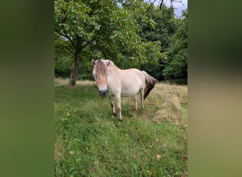 Fjord Horses, Mare, 6 years, 14,1 hh