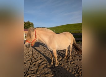 Fjord Horses, Mare, 6 years, 14,1 hh