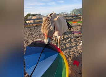 Fjord Horses, Mare, 6 years, 14,1 hh
