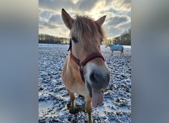 Fjord Horses, Mare, 6 years, 14,2 hh