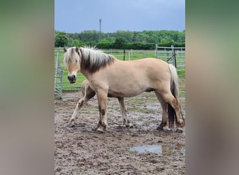 Fjord Horses, Mare, 7 years, 13.2 hh