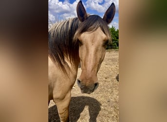 Fjord Horses Mix, Mare, 7 years, 13,2 hh, Dun