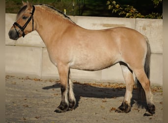 Fjordpferde, Stute, 7 Jahre, 14,1 hh, Falbe