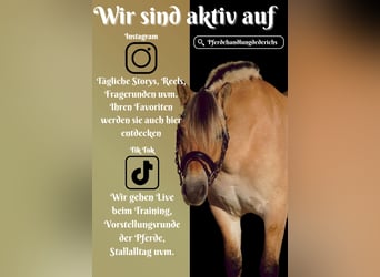 Fjordpferde, Stute, 7 Jahre, 14,1 hh, Falbe