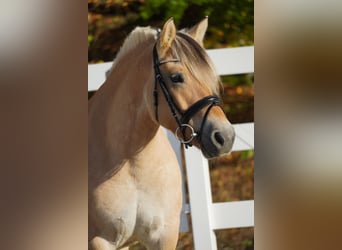 Fjordpferde, Stute, 7 Jahre, 14,1 hh, Falbe